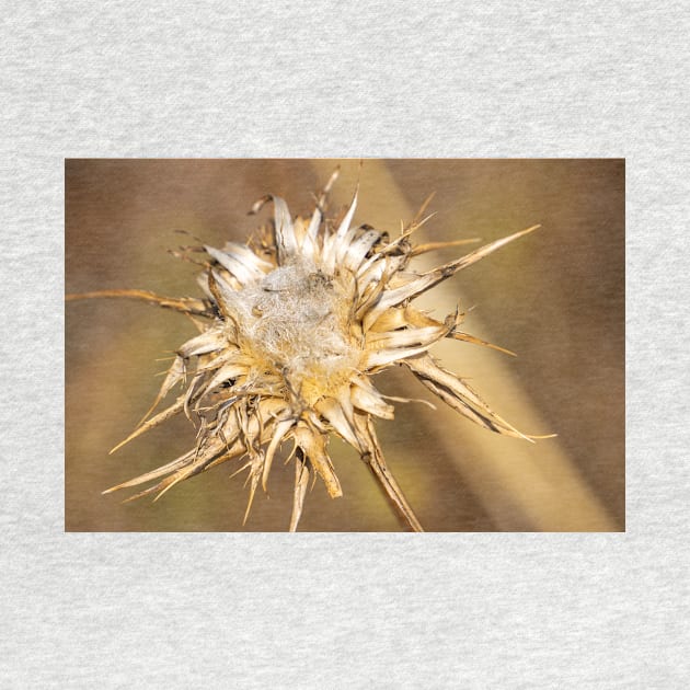 Dead seed head. by sma1050